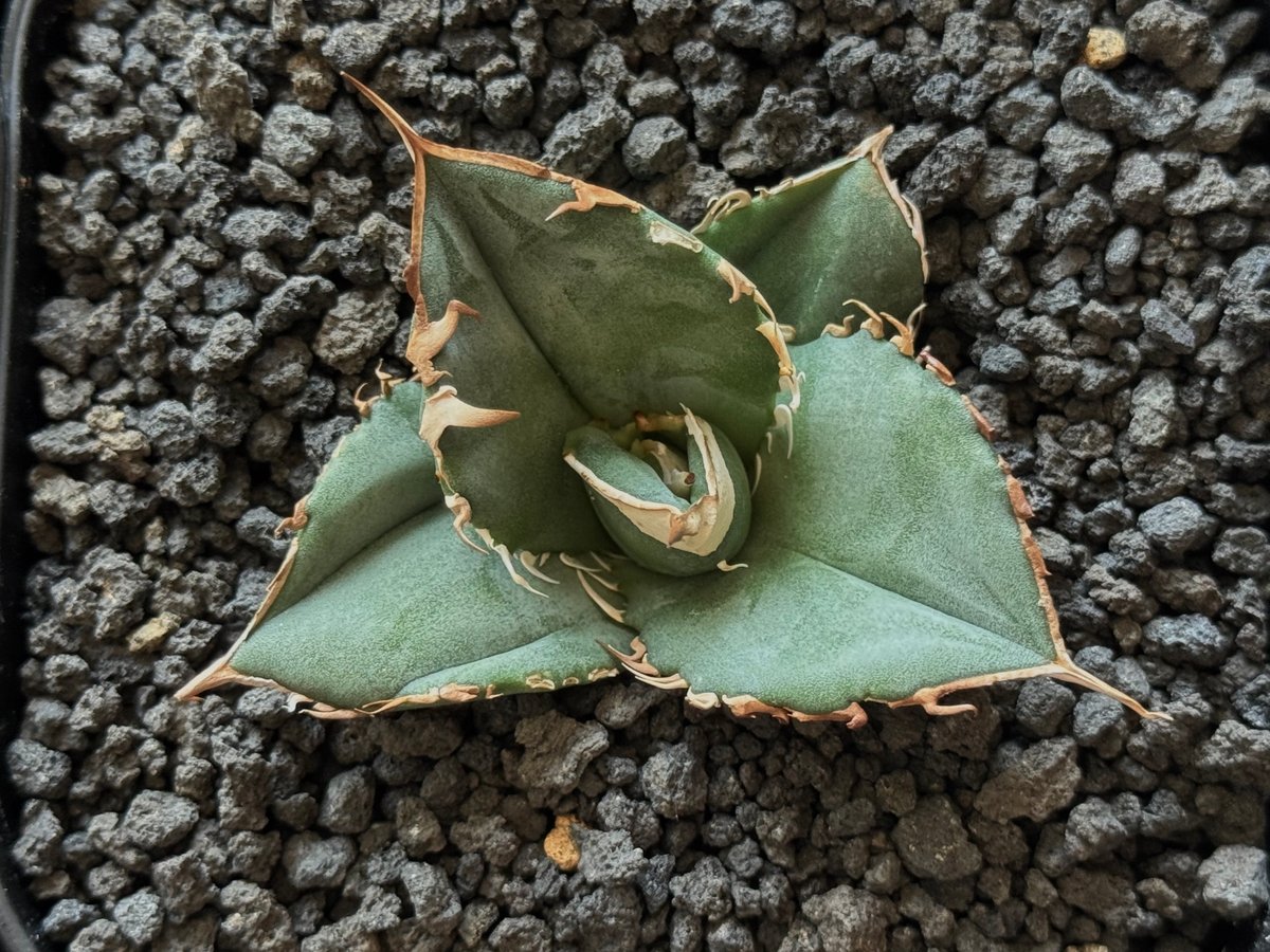 アガベ・チタノタ 中国大白鯊（芽）-003｜agave titanota | Plus_Pla