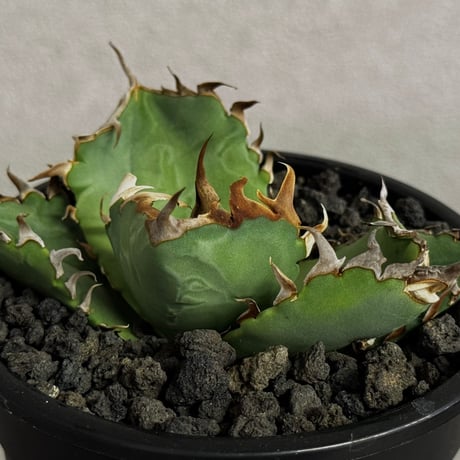 狂刺夕映 | STORES