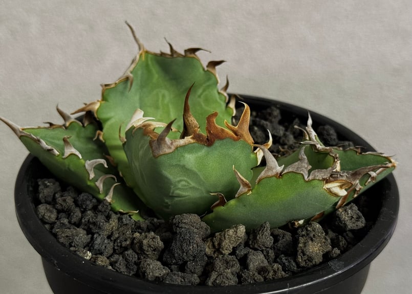 アガベ チタノタ オテロイ 蟹 crab 中株 lize血統 アガベ・チタノタ 螃蟹（芽）- 017｜agave titanota Crab | Plus_