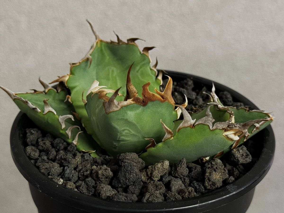 アガベ・チタノタ 螃蟹（芽）- 017｜agave titanota Crab | Plus_