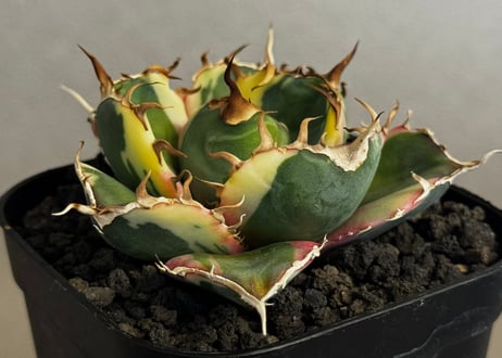 CATEGORY Titanota White whale variegated｜白鯨（斑入り