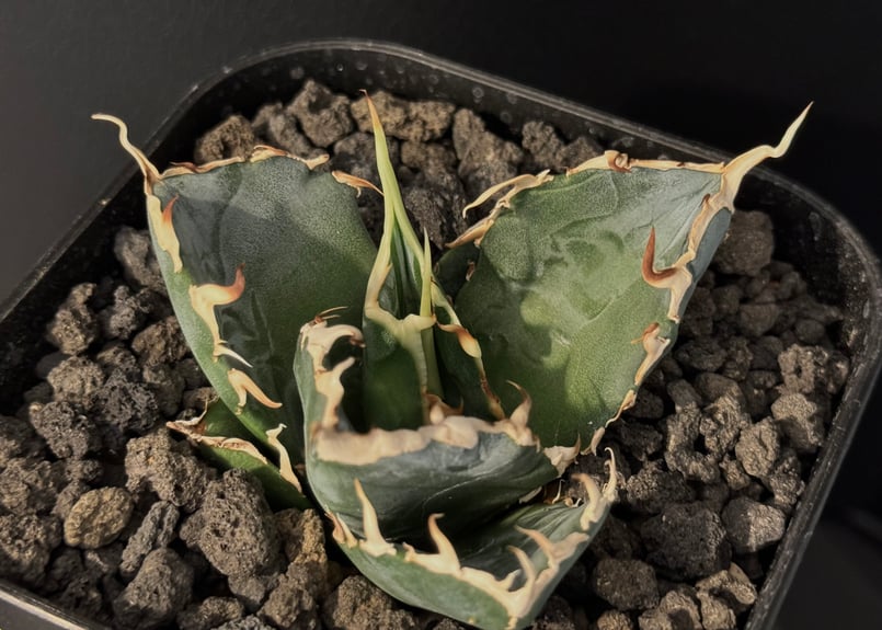 アガベ・チタノタ白鯨(芽／大)-077｜agave titanota white whale