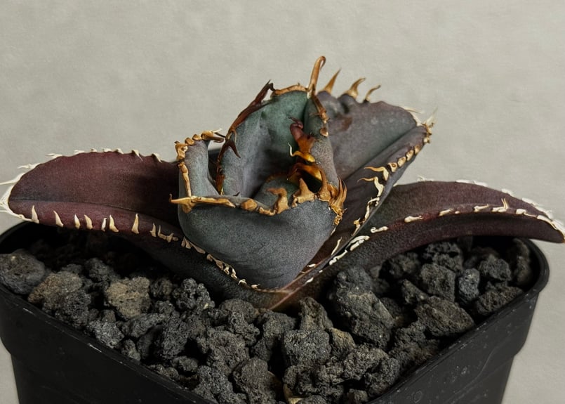 アガベ・チタノタ 金剛（芽）-015｜agave titanota kingkong | Pl