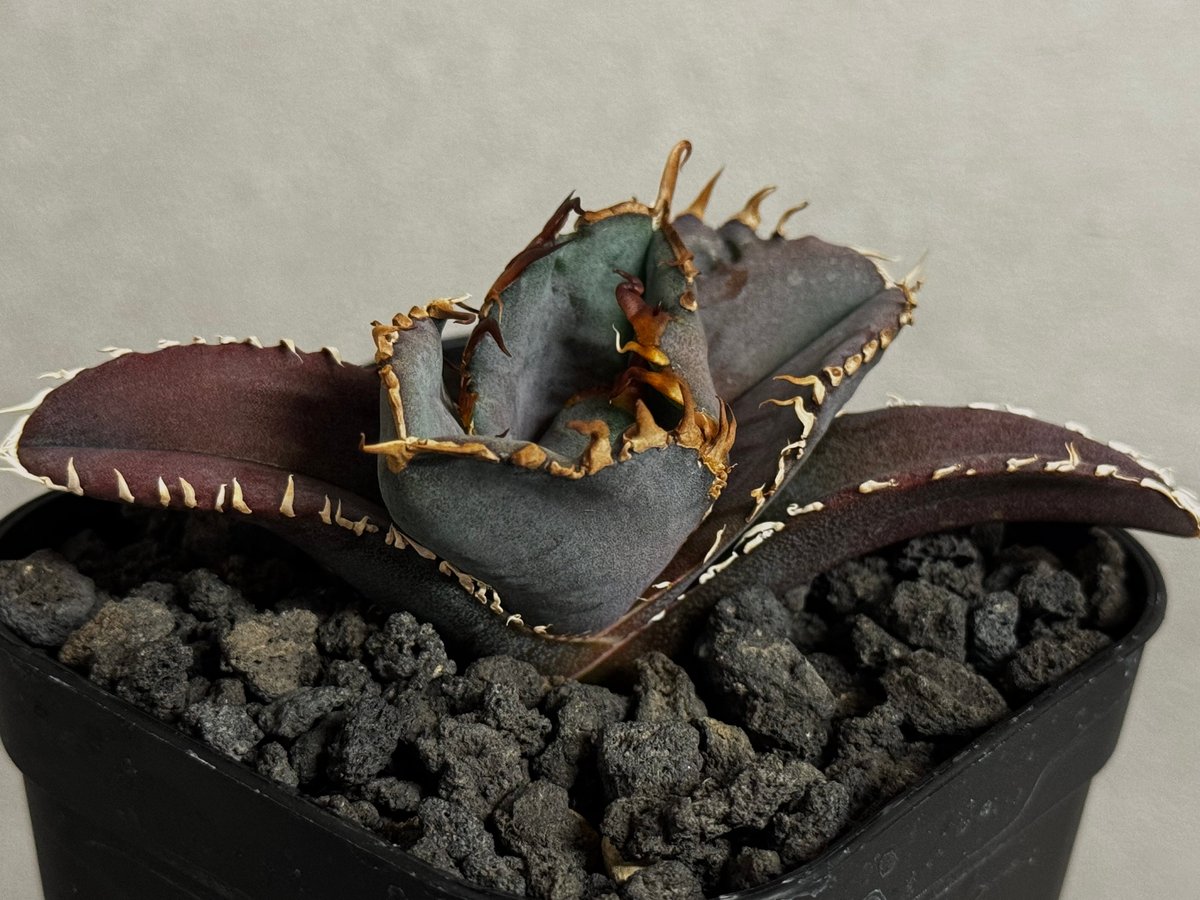 アガベ・チタノタ 金剛（芽）-015｜agave titanota kingkong | Pl