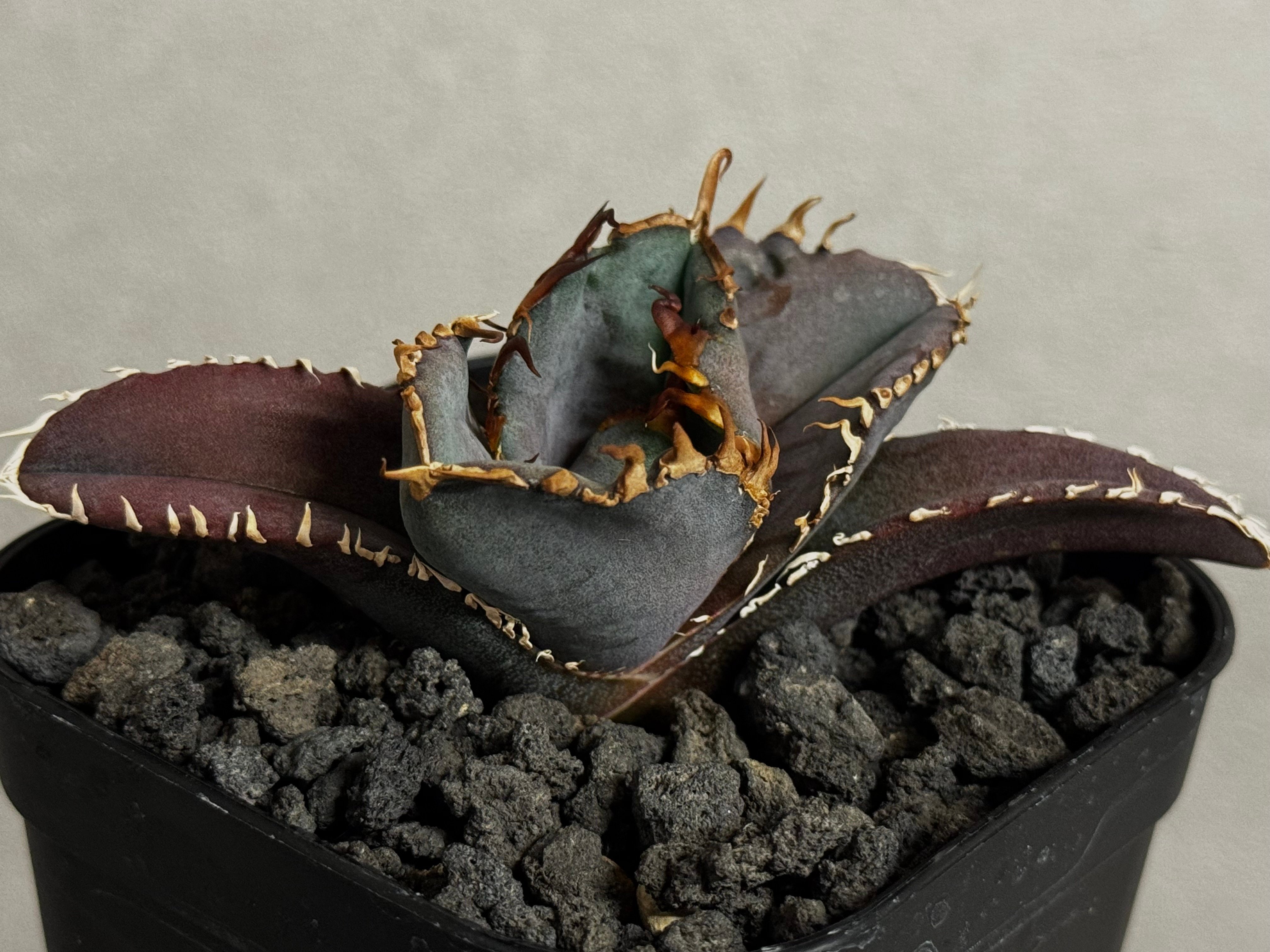 アガベ・チタノタ 金剛（芽）-015｜agave titanota kingkong | Pl