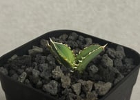アガベ・オバティフォリア（オルカ）｜（芽）-001｜ agave ovatifolia