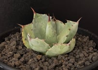 アガベ・白銀甲蟹｜（芽）-001｜ agave isthmensis | Plus_Plant