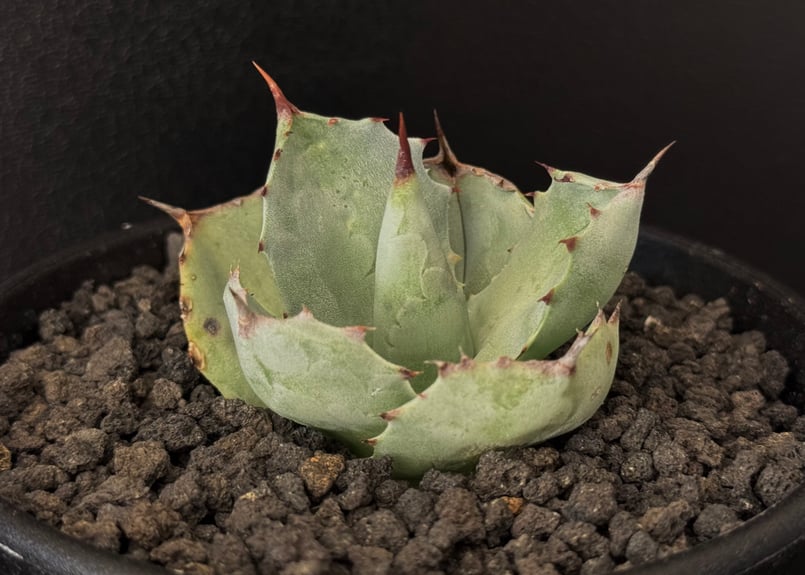 【育成株】アガベ イシスメンシス Royal agave産＞アガベ・イシスメンシス （芽／大）-003｜ agave isth