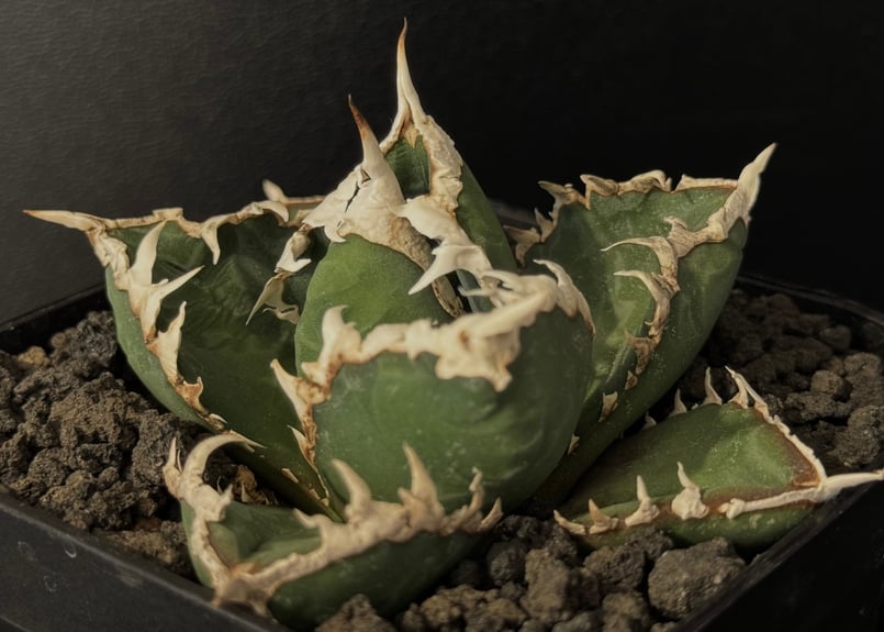 ◇厳選◇アガベ・チタノタ 狼人(小株)-035|agave titanota ◇厳選◇アガベ・チタノタ 狼人(小株)-035|agave titanota