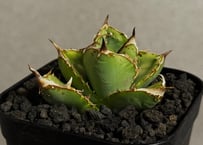 アガベ・チタノタ 圓葉拇指(フィリグリー)｜agave titanota filigree |