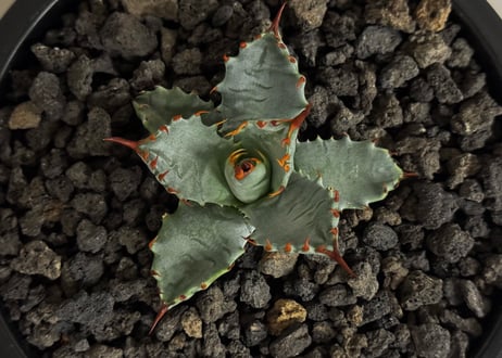 【特選】アガベ ハイブリッド・甲蟹×妖炎 (芽)-003｜Agave hybrid isthmensis × utahensis var. eborispina