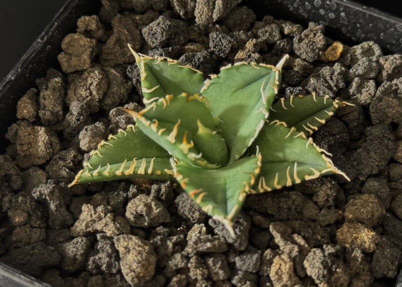 アガベ 噴き出さ 白毫刺 oc 白豪刺 