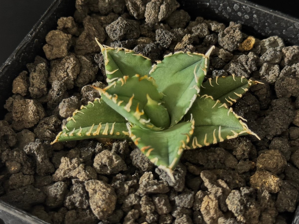 アガベ・チタノタ 白毫刺(芽)-012|agave titanota アガベ・チタノタ 白毫刺(芽)-012|agave titanota