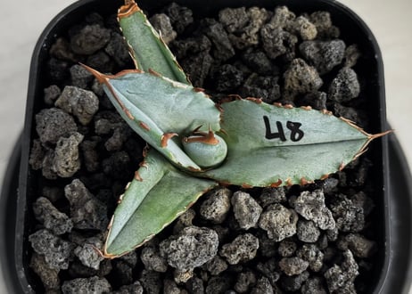 アガベ・チタノタブルー選抜/L18（芽）-005｜agave titanotablue_L18