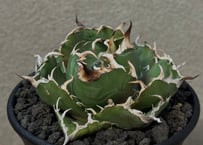 アガベ・チタノタ白鯨（縞斑）中-001｜agave titanota white