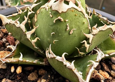 アガベ・チタノタ　天狼星(シリウス)-011｜agave titanota sirius