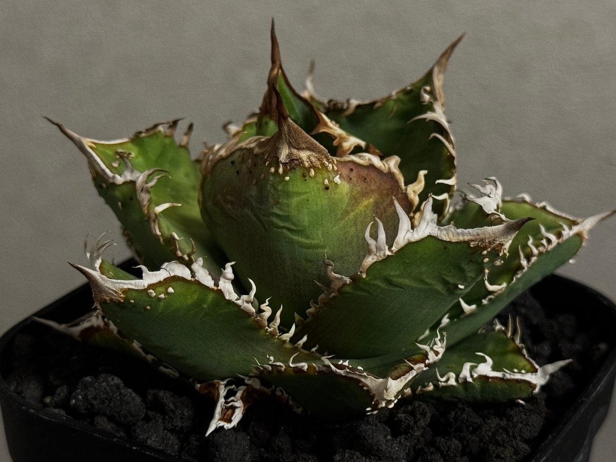 アガベ・チタノタ 蒼龍(小株)-005｜agave titanota blue dragon