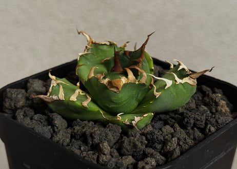 CATEGORY Titanota Imps｜魔丸 | Plus_Plants STORE