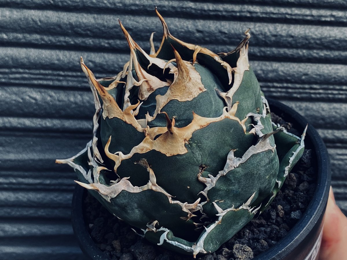 Agave アガベ  選抜白鯨　中株①