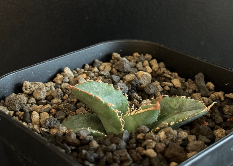 アガベ・チタノタ 繁星（芽）-009｜agave titanota star‐studded