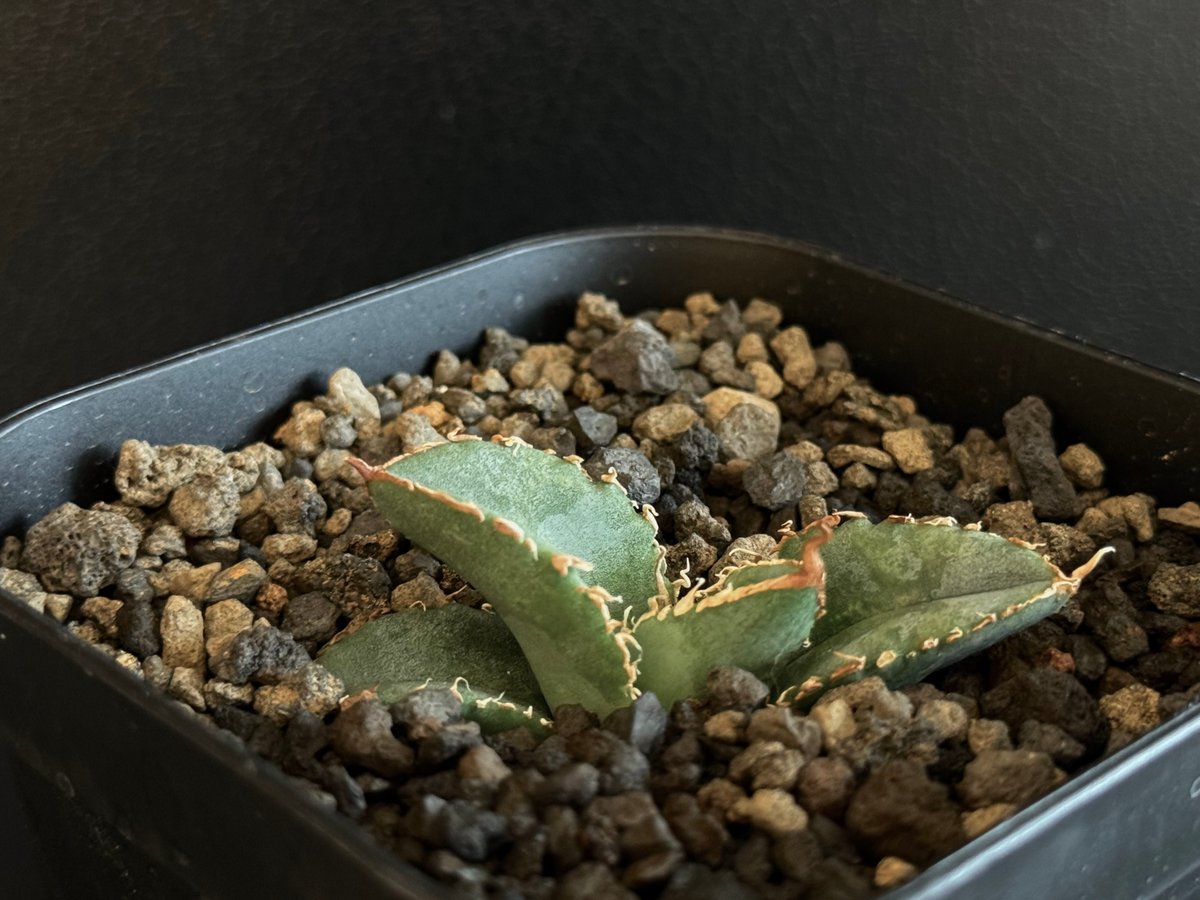 アガベ・チタノタ 繁星(芽)-009|agave titanota star‐studded アガベ・チタノタ 繁星(芽)-009|agave titanota star‐studded