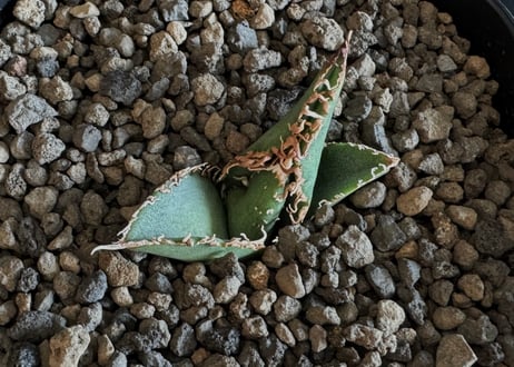 アガベ・チタノタ　蒼龍(芽)-001｜agave titanota blue dragon