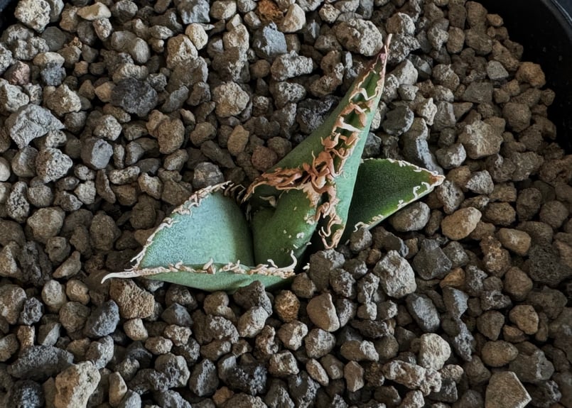 22.アガベ チタノタ 蒼龍 アガベ・チタノタ 蒼龍(芽)-002｜agave titanota blue dragon |