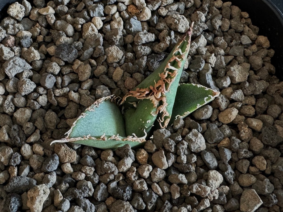 アガベ・チタノタ 蒼龍(芽)-001｜agave titanota blue dragon |