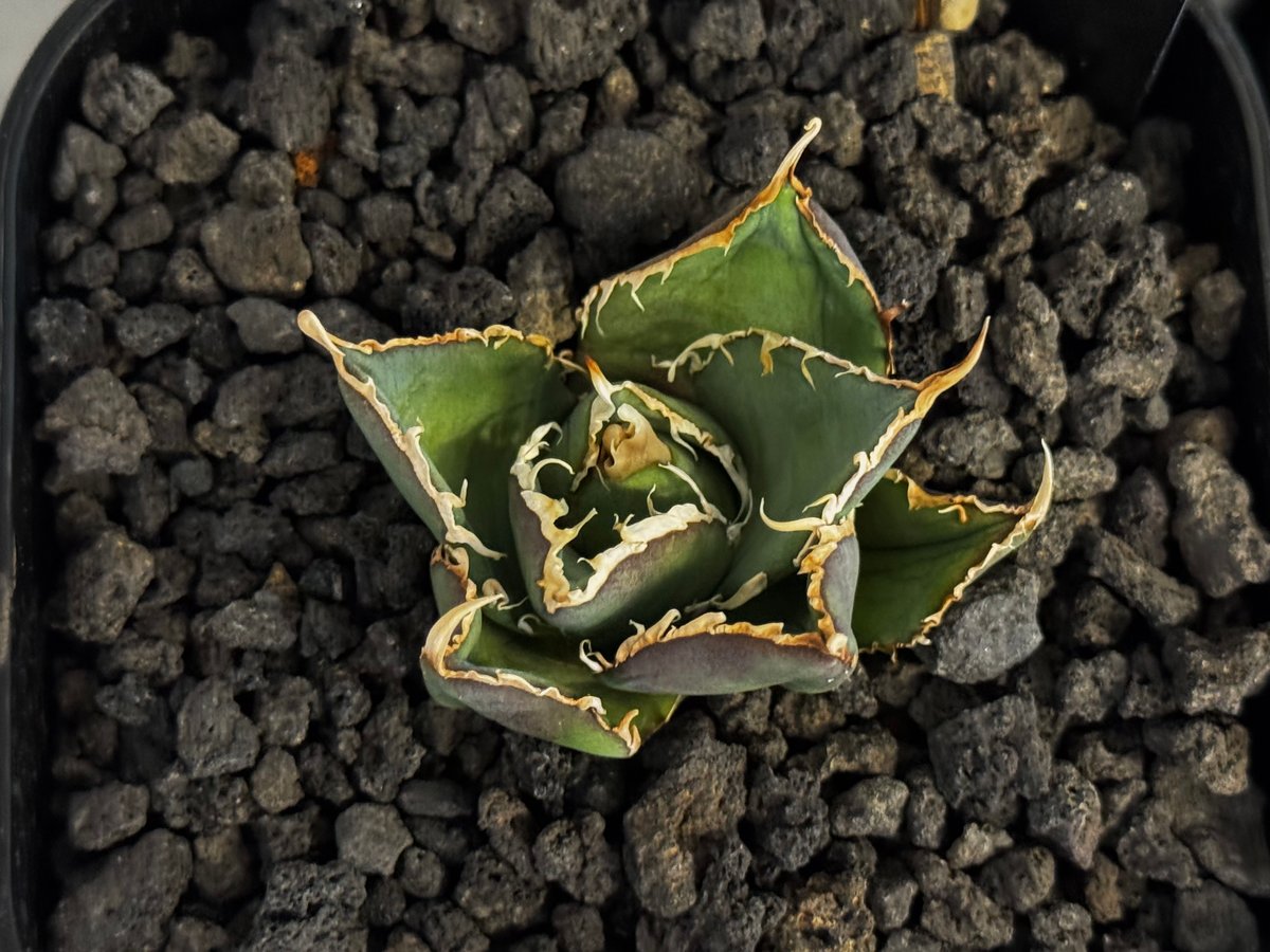 アガベ・チタノタ 緑水鬼(芽)-004｜agave green submariner | Pl