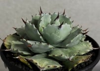 アガベ・チタノタ ビースト-003（芽）｜agave titanota beast | Plu