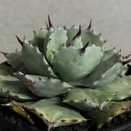 アガベイシスメンシス | STORES