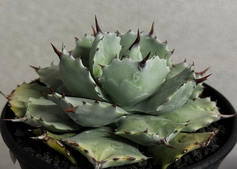 アガベ 一本棘 イシスメンシス 希少株 Yahoo!オークション - A27 激レア 高級品種 多肉植物アガベ イシスメン