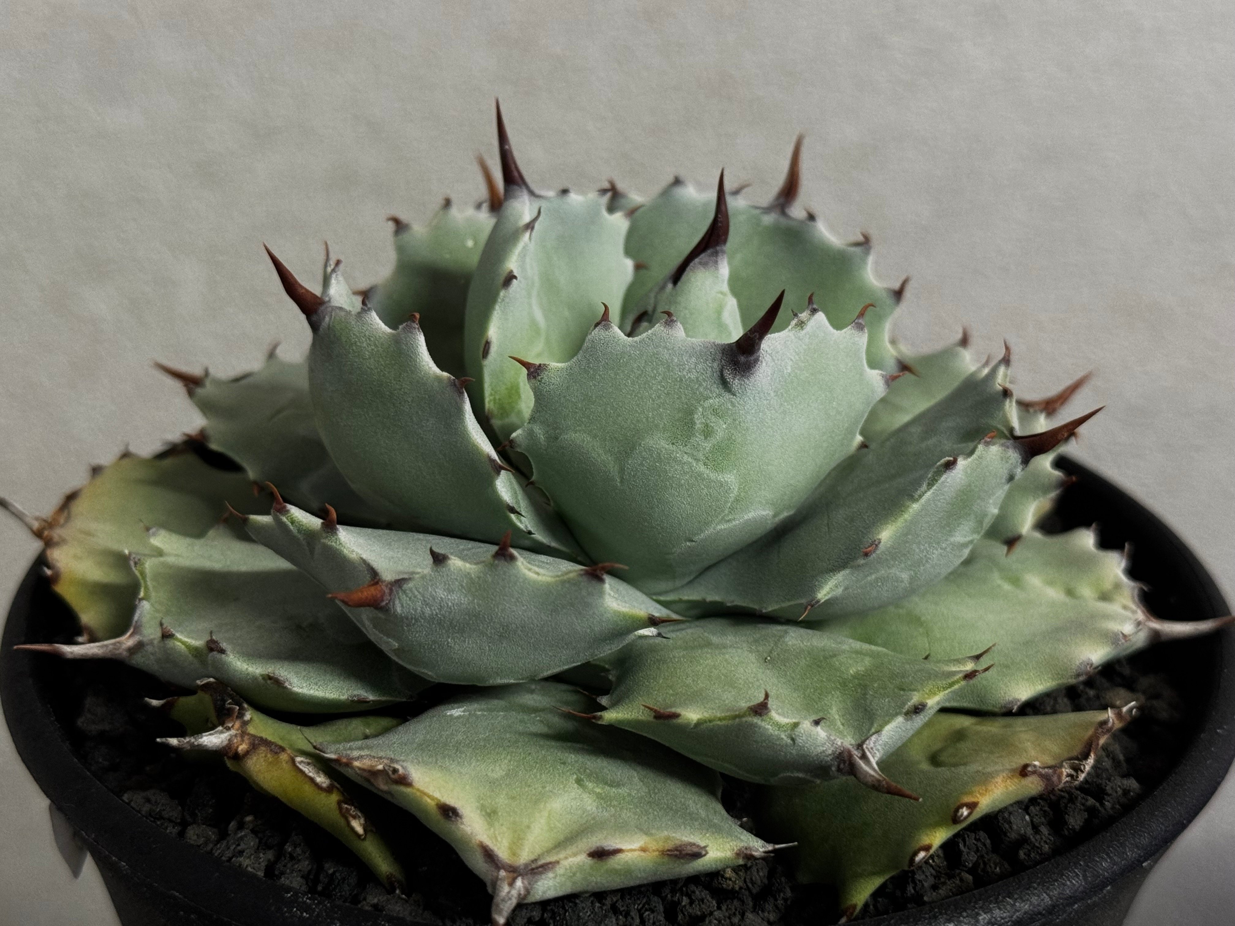 大株　アガベ　イシスメンシス Royal agave産＞アガベ・イシスメンシス （中株）-001｜ agave isthm
