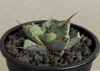 アガベ・チタノタ 姫厳竜白中斑（小株）-001｜agave titanota dwarf m