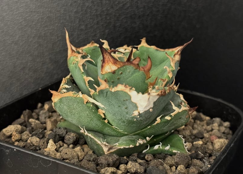 アガベチタノタ疣猪子株‼️鉢植え発送‼️ ① アガベチタノタ疣猪子株‼️鉢植え発送‼️ ①