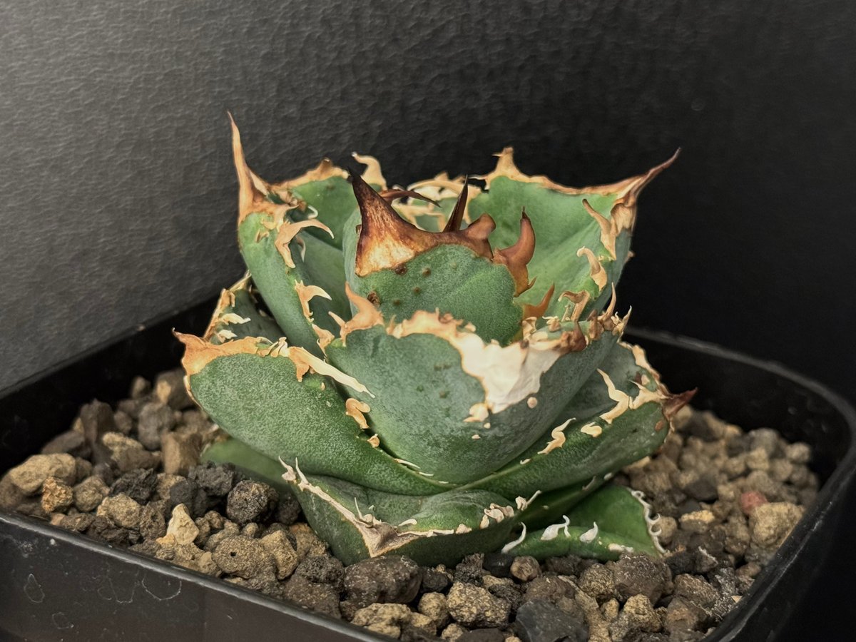 アガベ・チタノタ 疣猪/丸叶背刺（芽/大）-004｜agave titanota