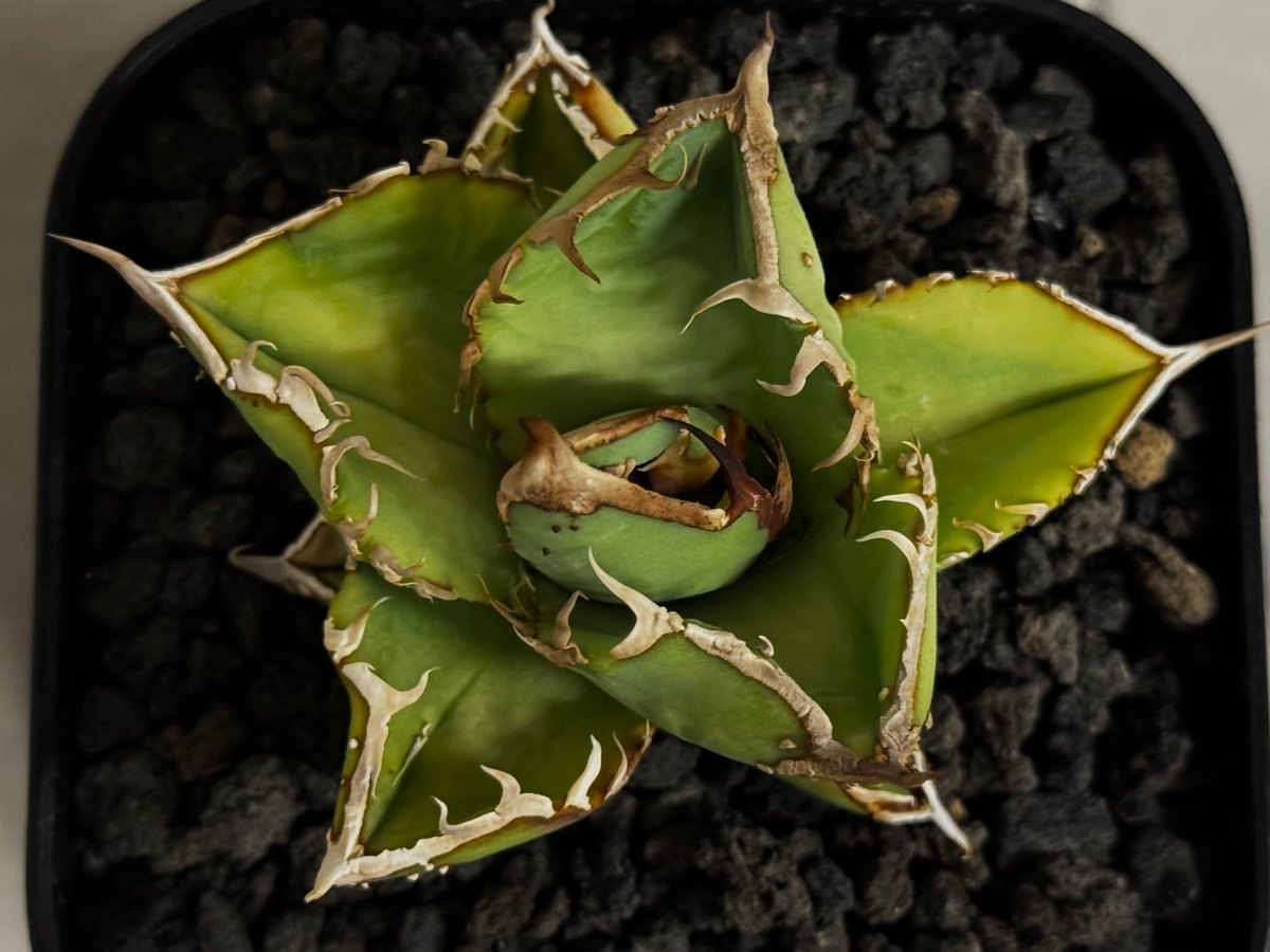 アガベ・チタノタ 星空/台湾agave cho産（芽）-004｜agave titanota