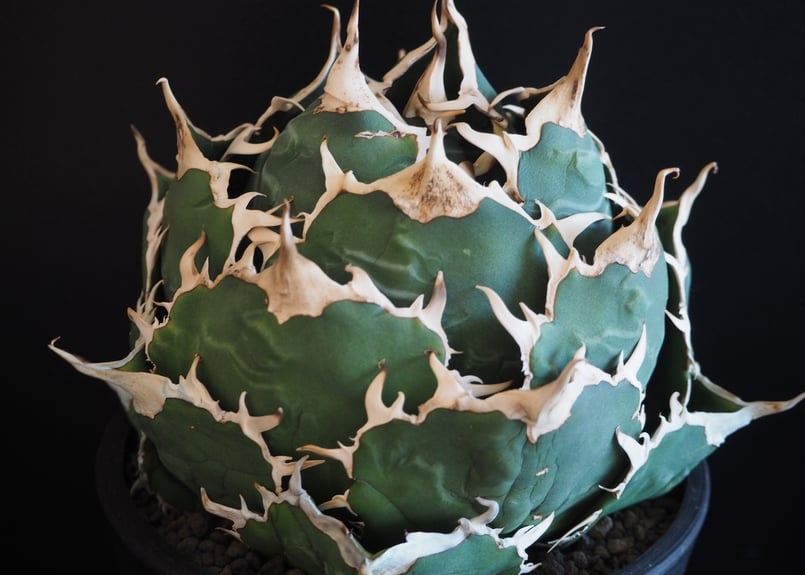 アガベ・チタノタ白鯨(ボールタイプ)大-066|agave titanota アガベ・チタノタ白鯨(ボールタイプ)大-066|agave titanota
