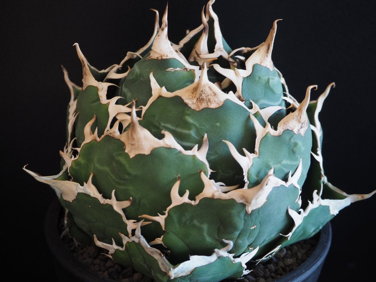 アガベ・チタノタ白鯨（ボールタイプ）大-066｜agave titanota white wh...