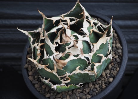 アガベ・チタノタ白鯨（ボールタイプ）中-069｜agave titanota white whale