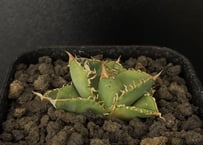 アガベ・チタノタ ハデス (黒帝斯) 芽-024|agave titanota アガベ・チタノタ ハデス (黒帝斯) 芽-024|agave titanota