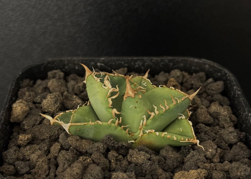 アガベ・チタノタ 星空(芽)-003|agave titanota starry sky | アガベ・チタノタ 星空(芽)-003|agave titanota starry sky |