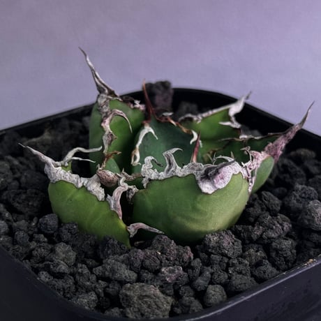 アガベシーザー | STORES