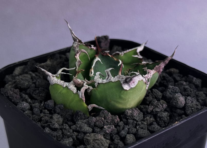 アガベ・チタノタ シーザー/凱撒（芽）-062｜agave titanota caesar |