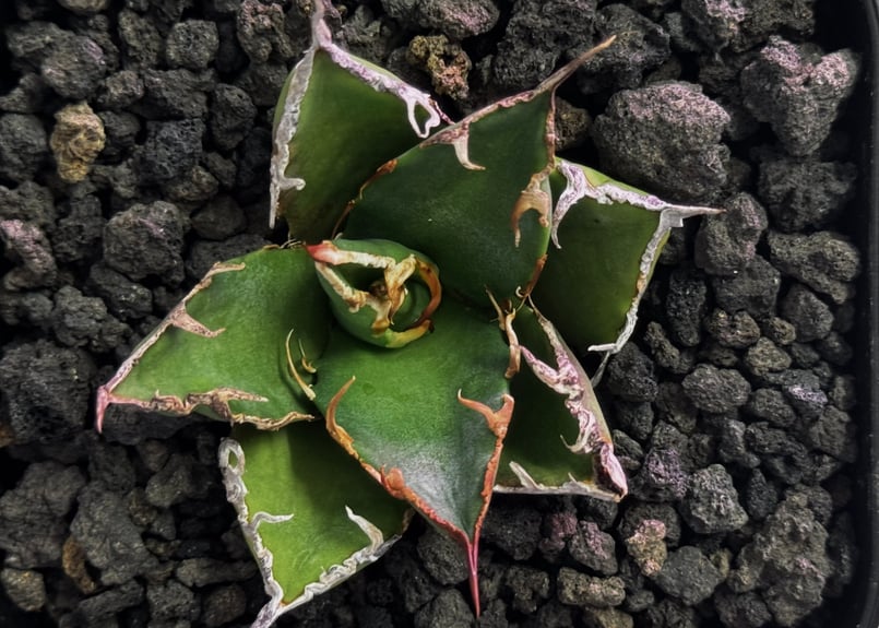 アガベ・チタノタ シーザー/凱撒（芽）-061｜agave titanota caesar |