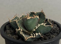 アガベ・チタノタ 狼人（芽）-013｜agave titanota were wolf | P