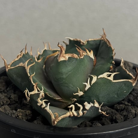 アガベ金剛 | STORES