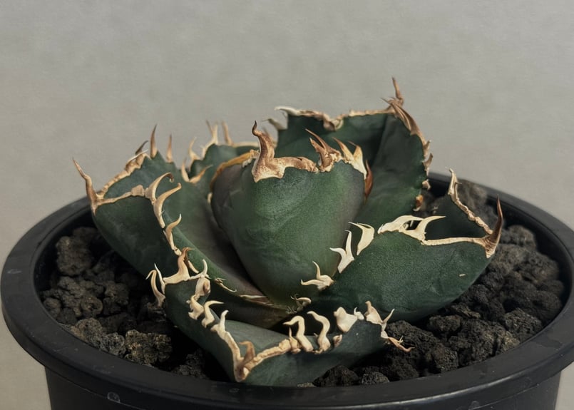 アガベ・チタノタ 金剛（芽/大）-014｜agave titanota kingkong |