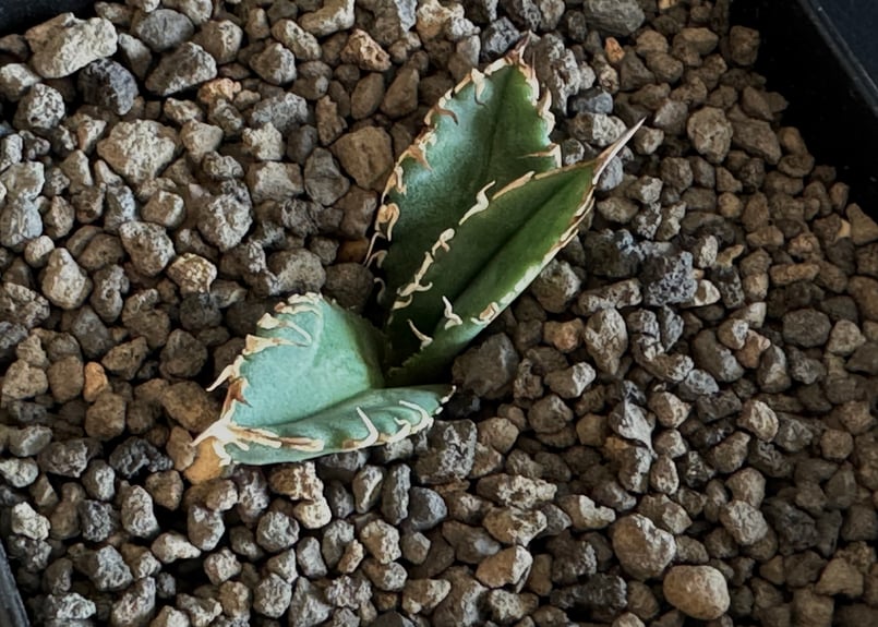 アガベ・チタノタ 巨歯鯊(芽)-002｜agave titanota megalodon |