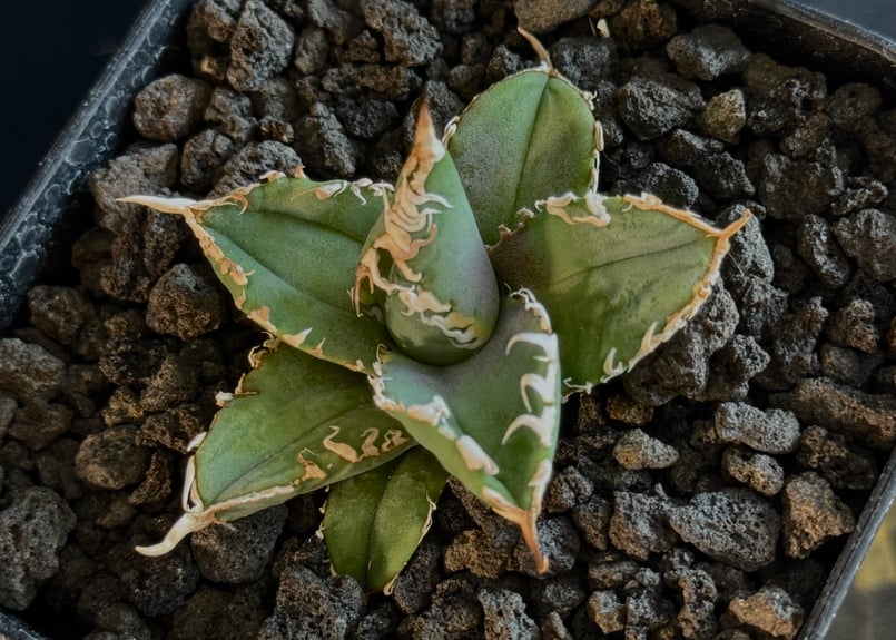 アガベ・チタノタ 白幽霊（芽）-005｜agave titanota white